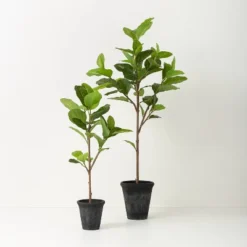 39" Faux Audrey Ficus Tree - Hearth & Hand™ With Magnolia 6 39" Faux Audrey Ficus Tree - Hearth & Hand™ With Magnolia -Home Decoration GUEST 6bdb55b7 edab 4ef8 b36c 9477800cad3b